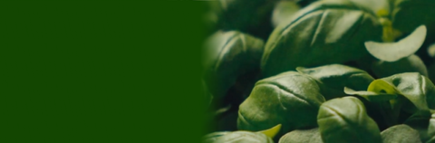 Pesto Ortobee
